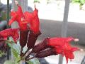 Lipstick Plant / Aeschynanthus species  